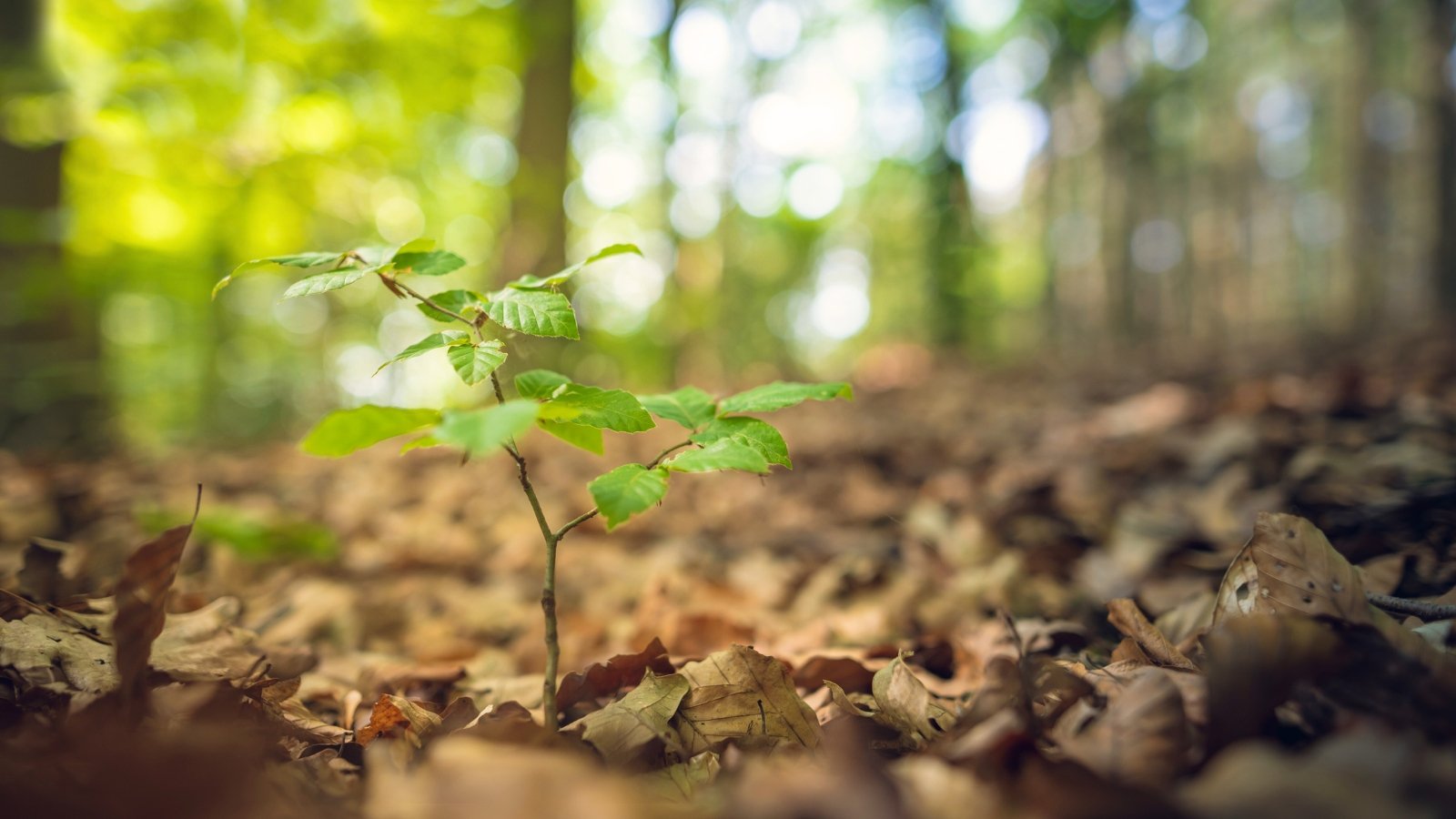 Close-up of a young tree seedling with oval bright green jagged leaves planted in the soil surrounded by dry leaves.