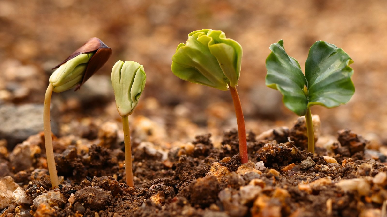 Beech sprouts have delicate, slender shoots with smooth, green stems and two broad, rounded cotyledons that are green with wavy edges.
