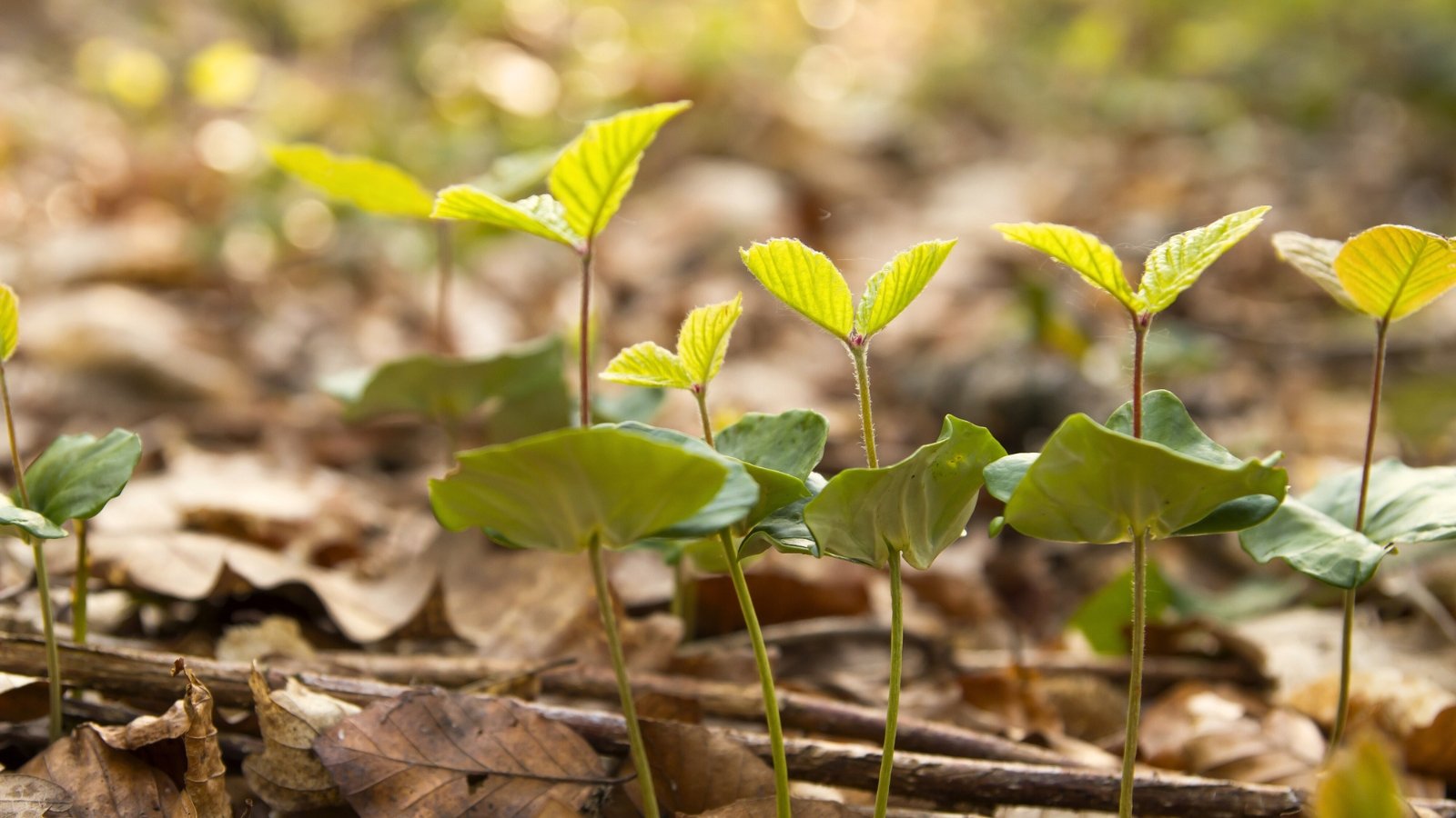 The sprouts feature broad, rounded cotyledons with a glossy surface, alongside tiny, toothed true leaves just beginning to unfold.
