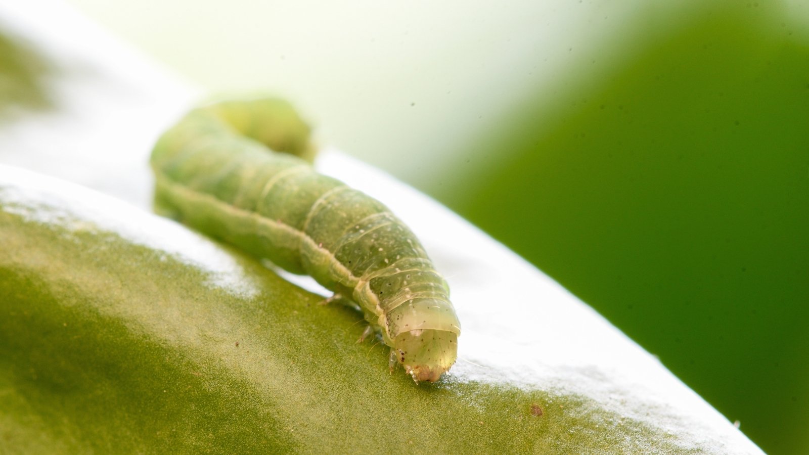 Close up of an armywork larva crawling on a lettuce leaf.