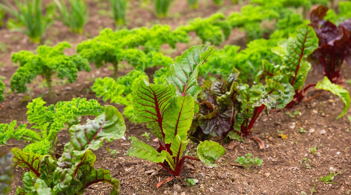 Close-up of a garden bed with growing beets, kale and garlic. Beets form a rosette of their green broad leaves with veins. The stems are red, thick and fleshy, and the leaves are glossy with a slightly wrinkled texture. Kale produces strong, upright stems with flat, oblong, ruffled leaves. The leaves are dark green with curly edges.