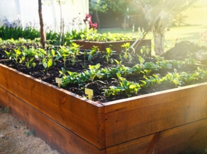 Sun shining on vegetable plants, planted in beautiful, big wooden planters.