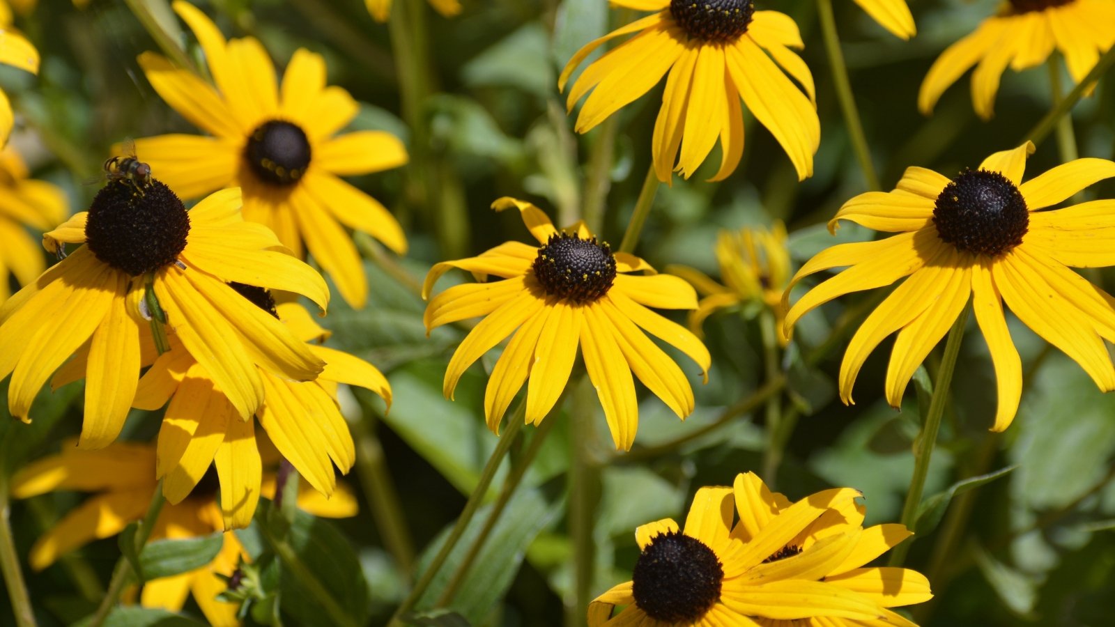 Vibrant yellow Black-eyed Susan flowers soak up the sunlight; their petals radiating warmth and cheer.