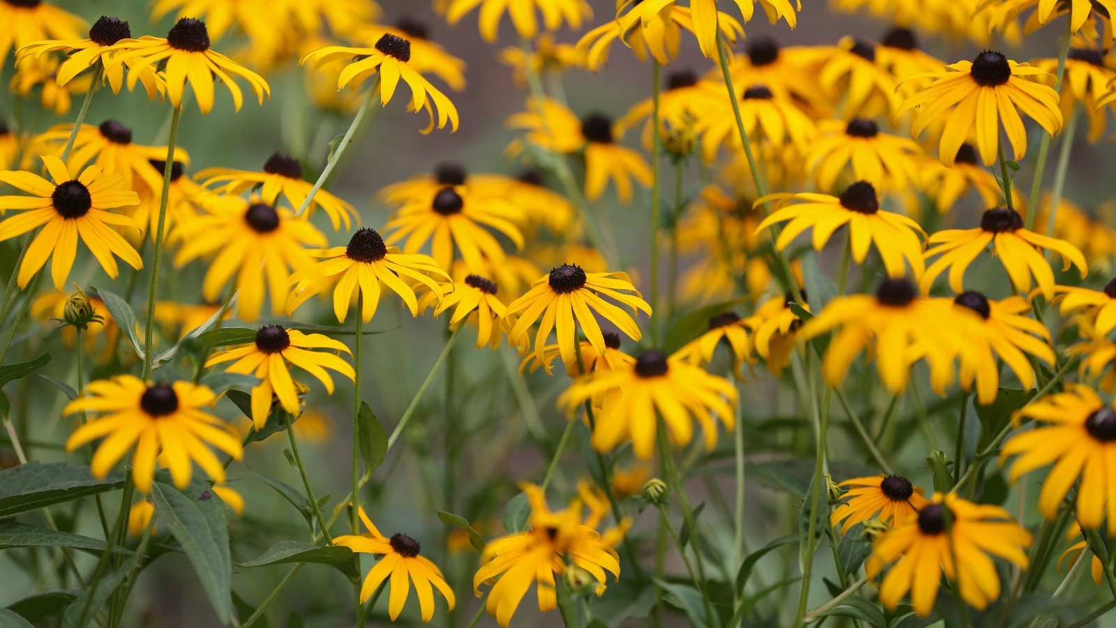 Black-eyed Susans dance gracefully in the breeze, their slender stems bending elegantly. Each bloom boasts yellow petals encircling a captivating black center, a striking contrast that draws attention to their beauty in the garden.