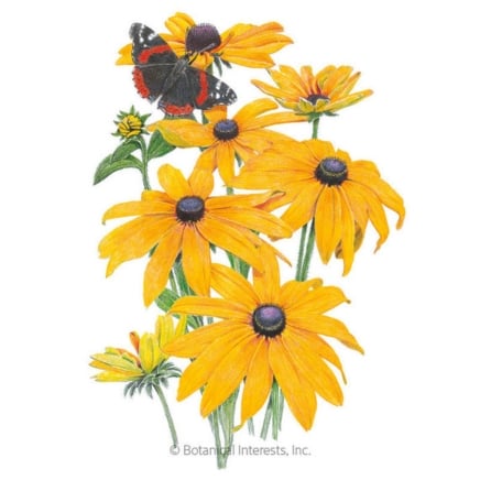 Black-Eyed Susan Seeds