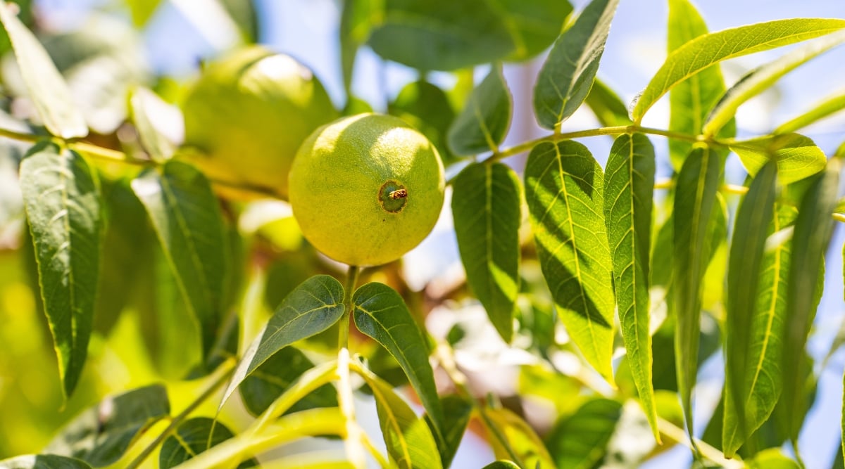 Close-up of a Black Walnut Tree in a sunny garden. The tree has compound leaves with numerous leaflets arranged in a feather-like arrangement, usually consisting of 15–23 leaflets. The leaves are elongated and pointed, with a serrated edge. The fruits have a green oval shell. The shell is thick and textured.