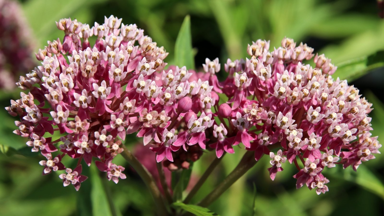 A close-up of purple swamp milkweed flowers, their delicate petals unfolding gracefully. In the background, lush green leaves sway gently. The contrast between the vivid blooms and the soft foliage creates a captivating natural scene.