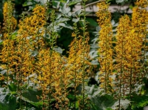 Tall yellow inflorescences with deeply lobed green leaves in a lush garden setting.