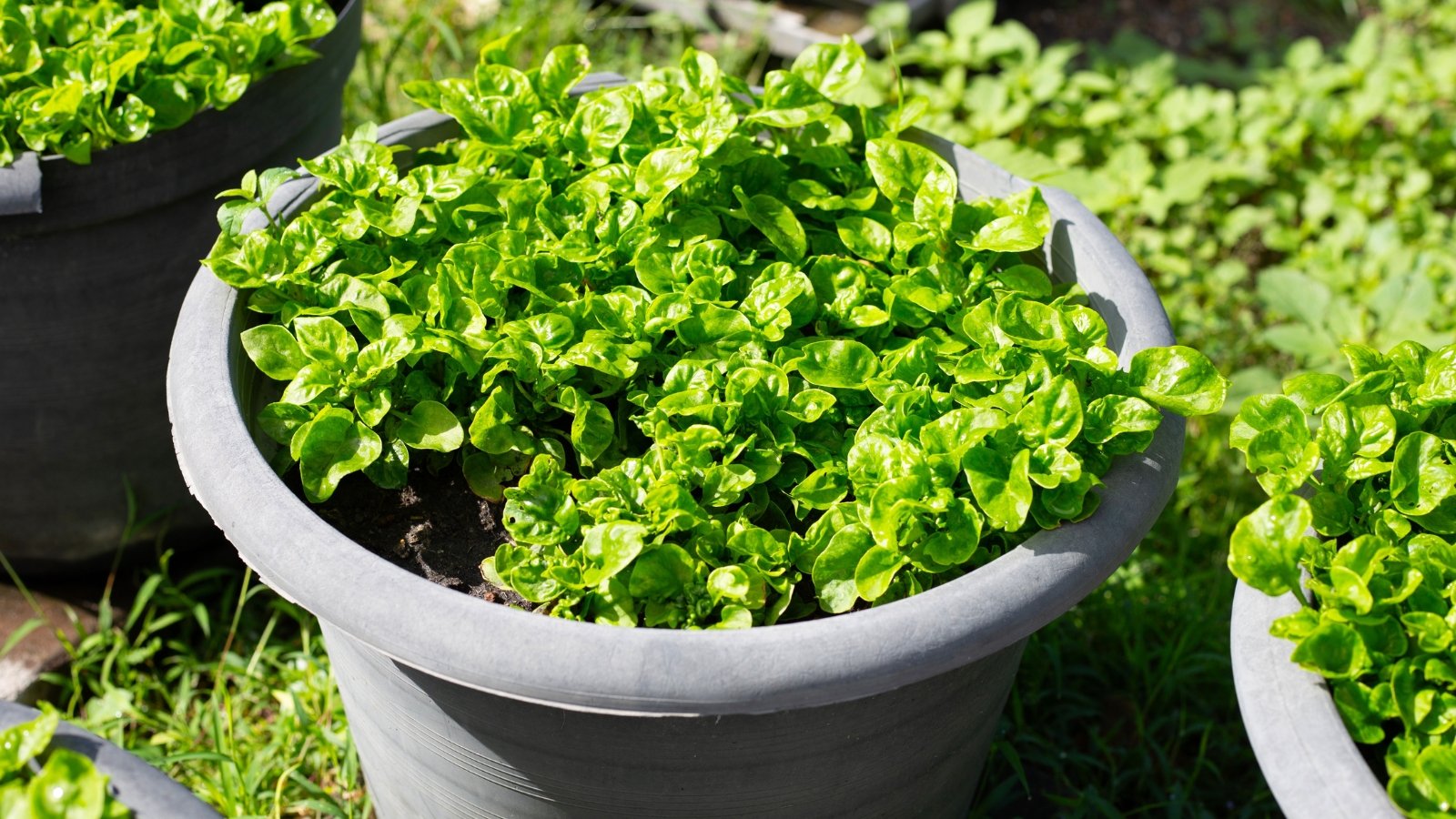 The Brazilian spinach plant in a pot features thick, glossy, round leaves with a deep green hue and a slightly wavy edge, growing densely from trailing stems that spread out gracefully.
