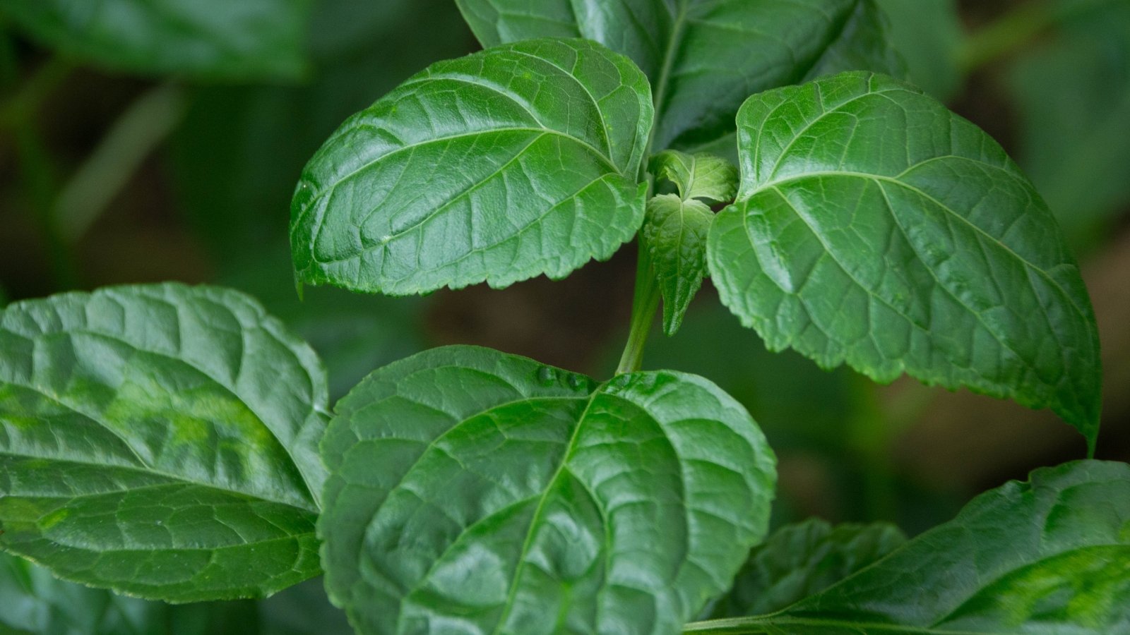 A close-up of a plant with large green leaves, each leaf showing prominent veins and a slightly textured surface, highlighting the plant’s robust and healthy growth.