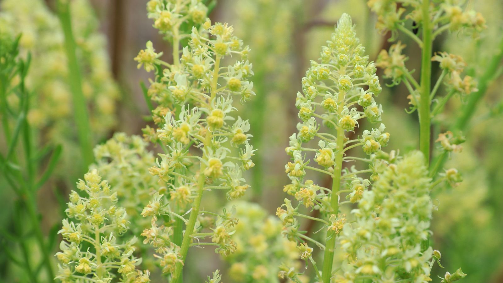 Light green stalks with countless tiny flowers of Reseda luteola with a vivid yellow hue, with other greens in the background