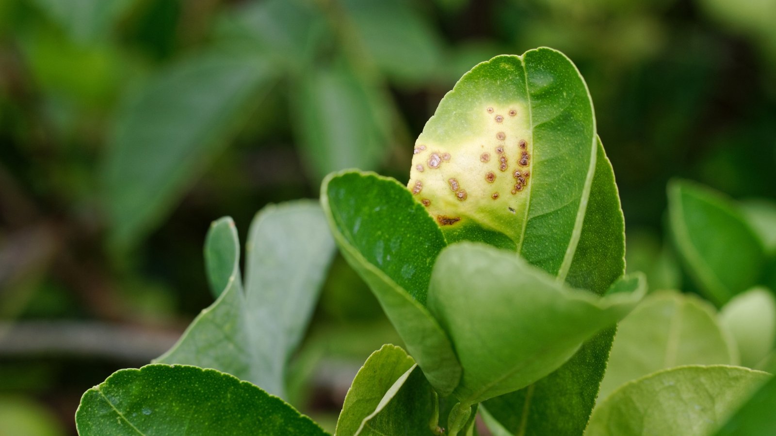 A citrus leaf displaying rust-colored spots and irregular edges, indicating infection.