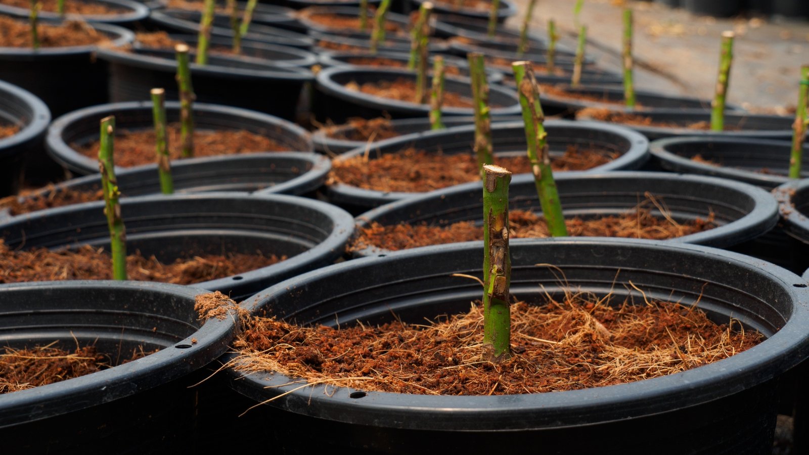 Black pots stand in close proximity, neatly aligned. Each pot contains rich mulched soil, housing delicate stems undergoing the process of bud grafting, promising future growth and vitality in the garden.