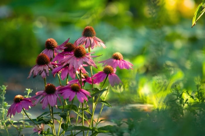 These Bulletproof Perennials display vibrant pinkish-purple daisy-like flowers with prominent orange-brown central cones and lance-shaped green leaves.