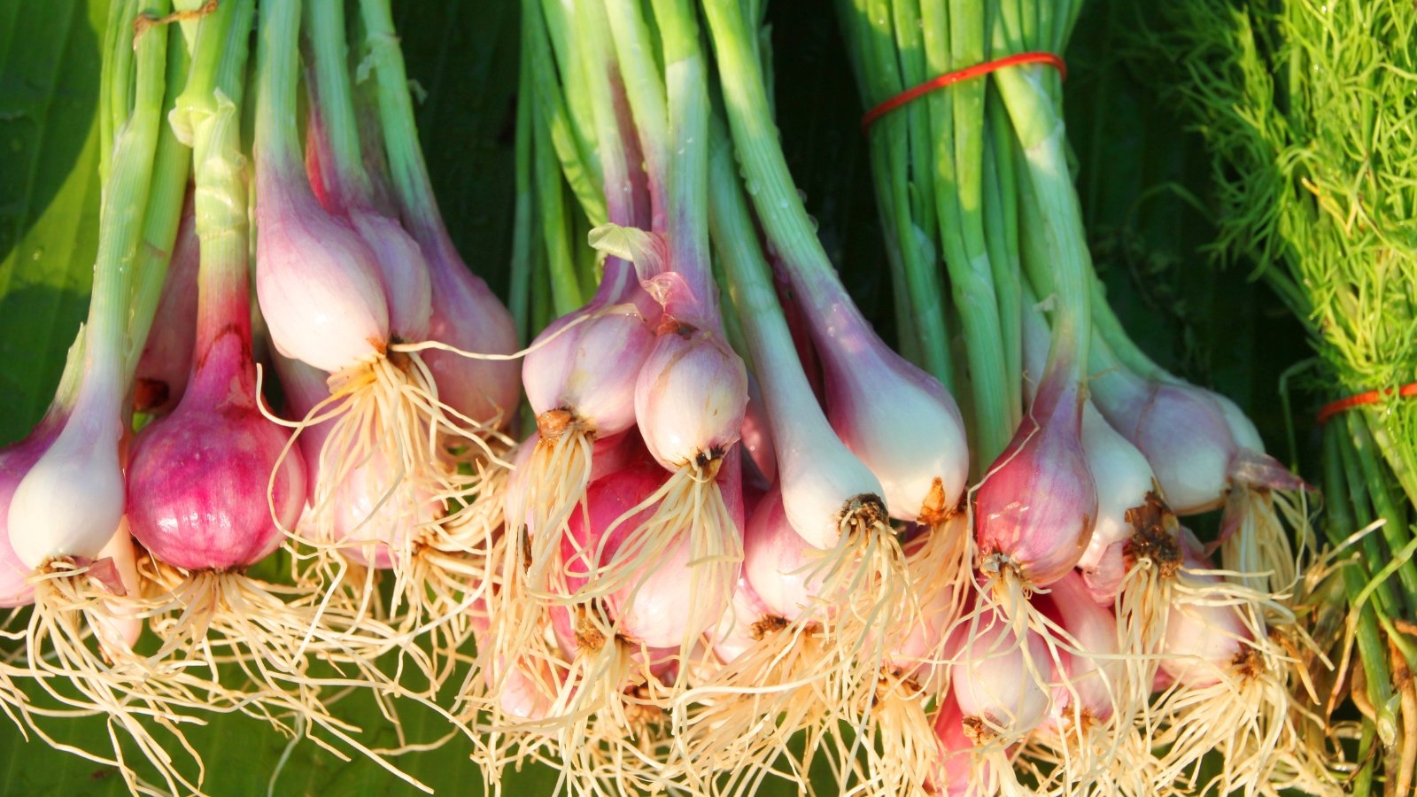 Bundles of shallots, showcasing thin, reddish skins, gathered together on a dark wooden surface, ready for use.