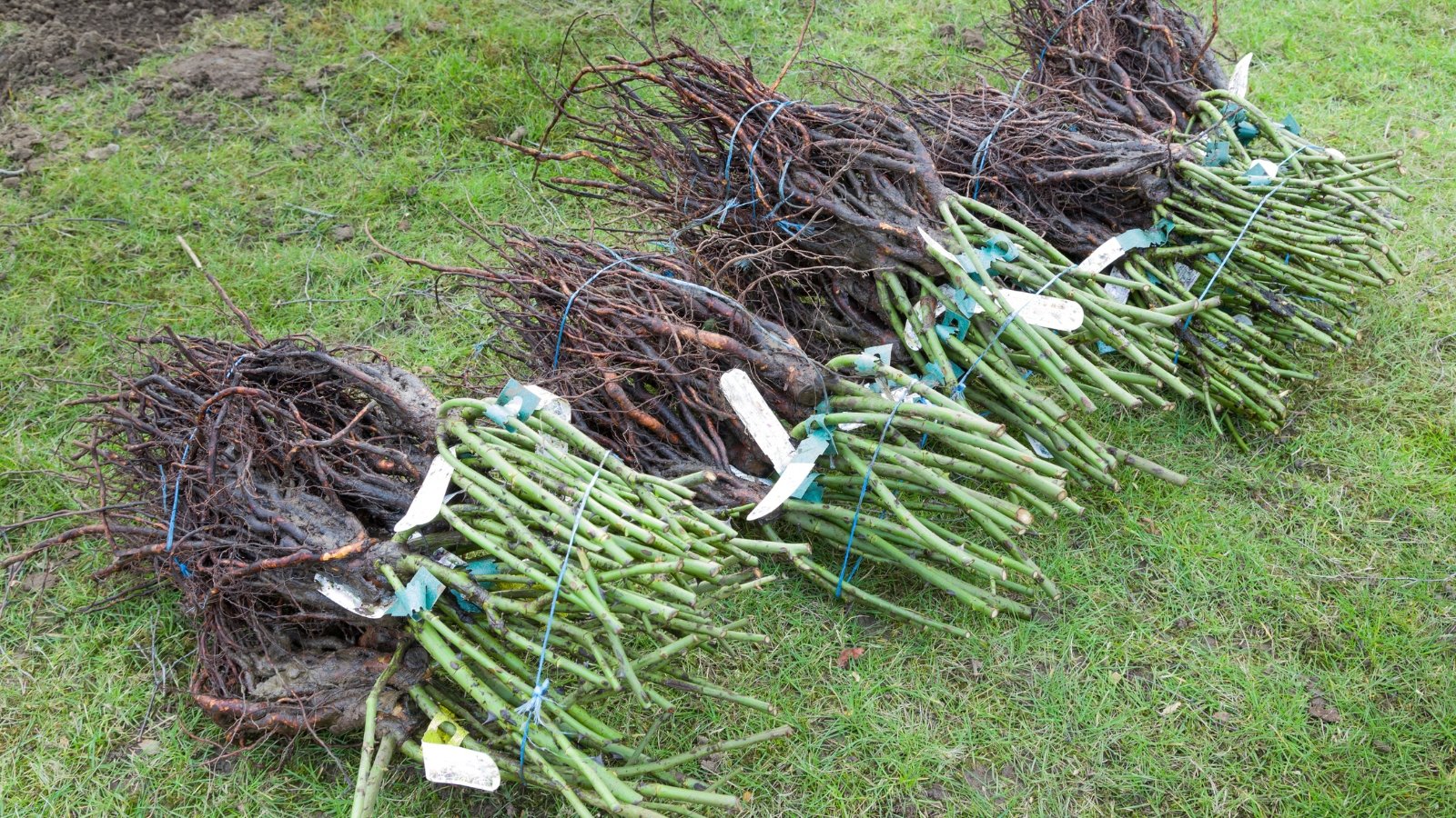 Several bundles of mature plants with exposed roots, tied together and laid out on the grass, ready to be planted.