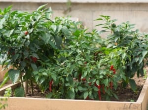 A wooden raised bed contains vibrant pepper plants with lush foliage, showcasing healthy growth in a garden setting.