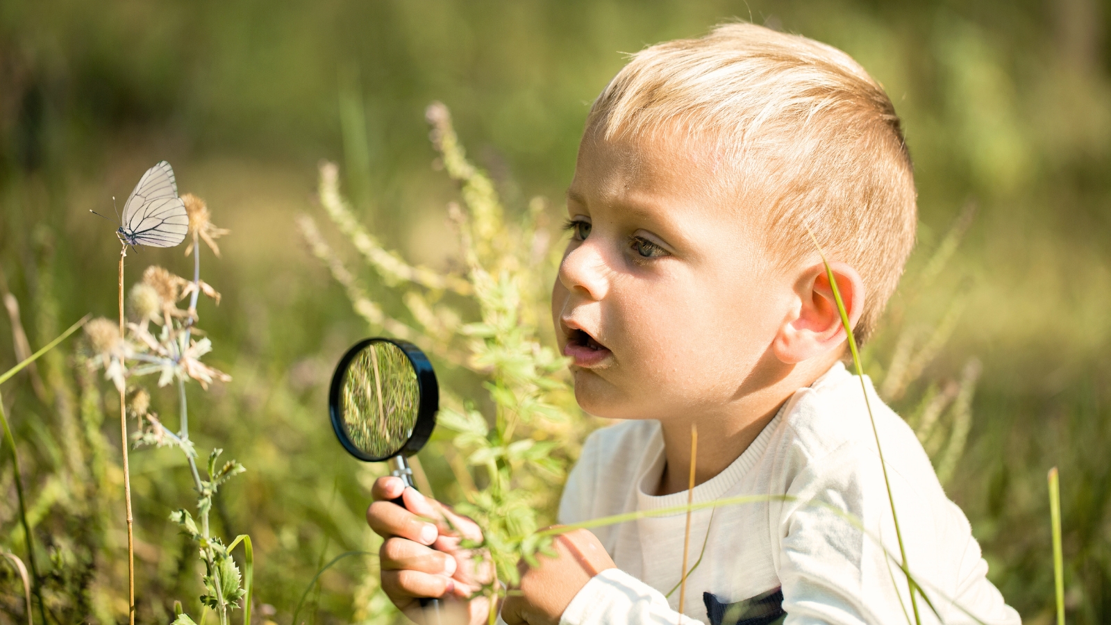 A toddler holding a magnifying glass observes a white butterfly with black veins on its large wings.