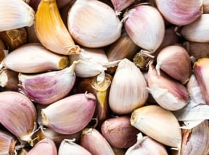 A close-up of the purchased garlic seeds, which are smooth, with off-white to pale pink skin and teardrop-shaped.