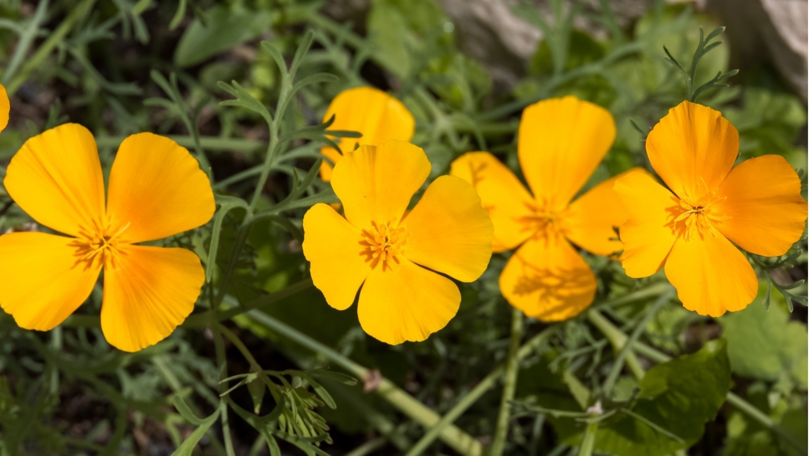 Vibrant yellow 'Mission Bells' poppies bloom in full glory, their delicate petals unfurling gracefully under the sun's warm embrace. Behind them, lush and feathery foliage provides a verdant backdrop.