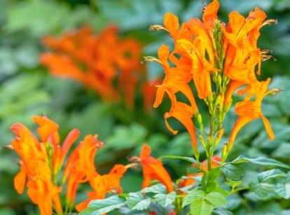 Cape Honeysuckle