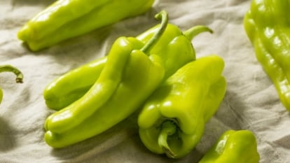 harvested fresh, green Capsicum annuum, with stems still attached, placed on a white cloth on top of a table.