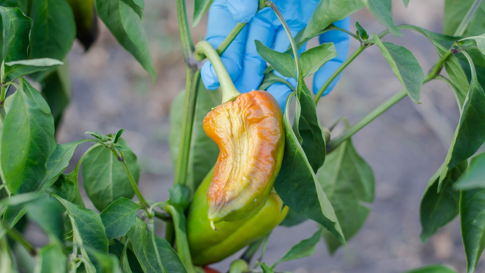 A rotting Capsicum annuum fruit, showing a brownish orange color as a symptom of the disease, surrounded by green leaves.