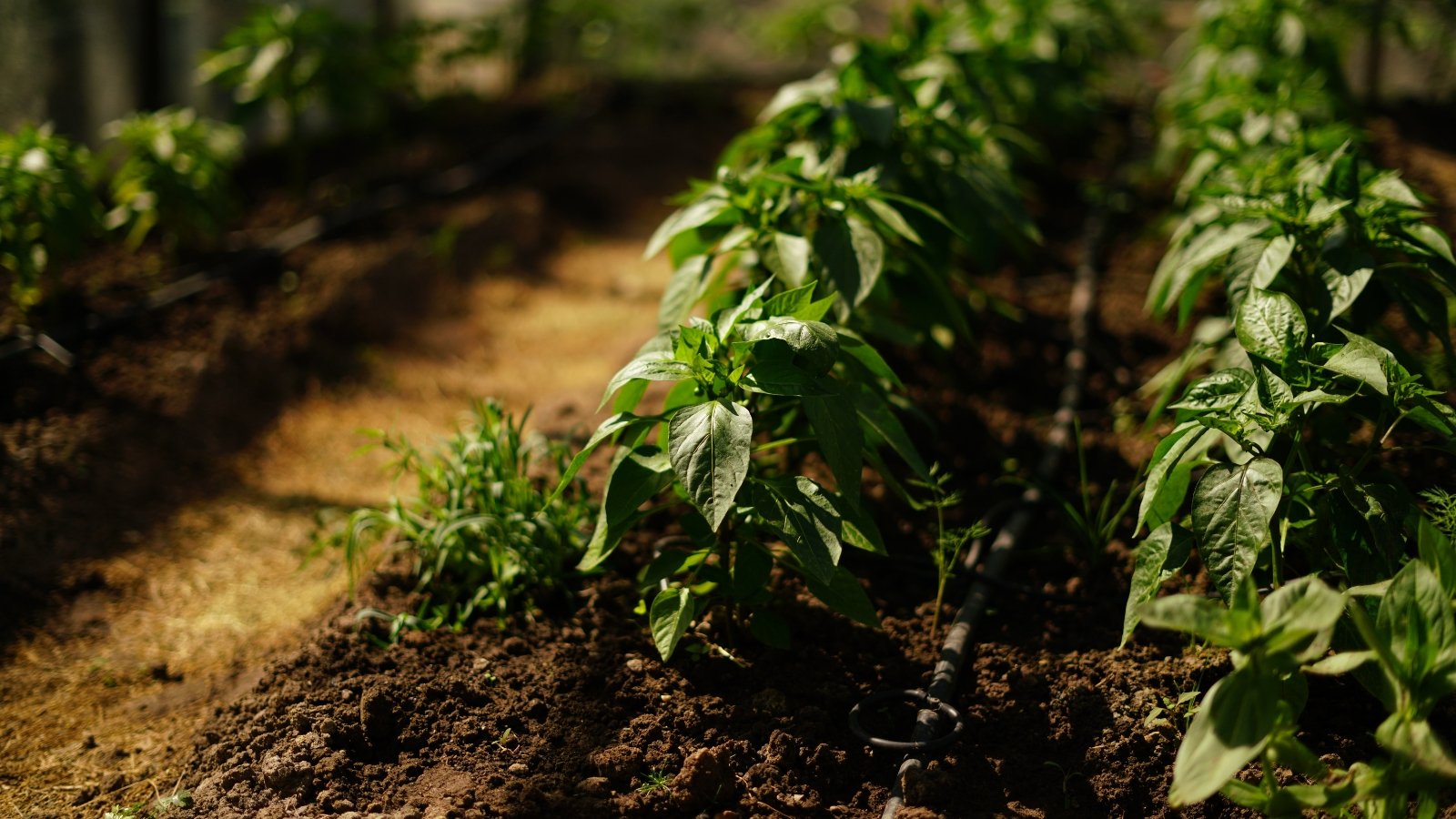 Rows of Capsicum annuum plants, growing in a greenhouse.