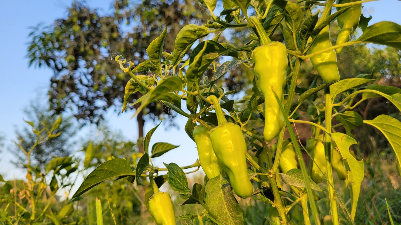 A flourishing plant displaying an abundance of green Capsicum annuum fruits, nestled in the grassy field.