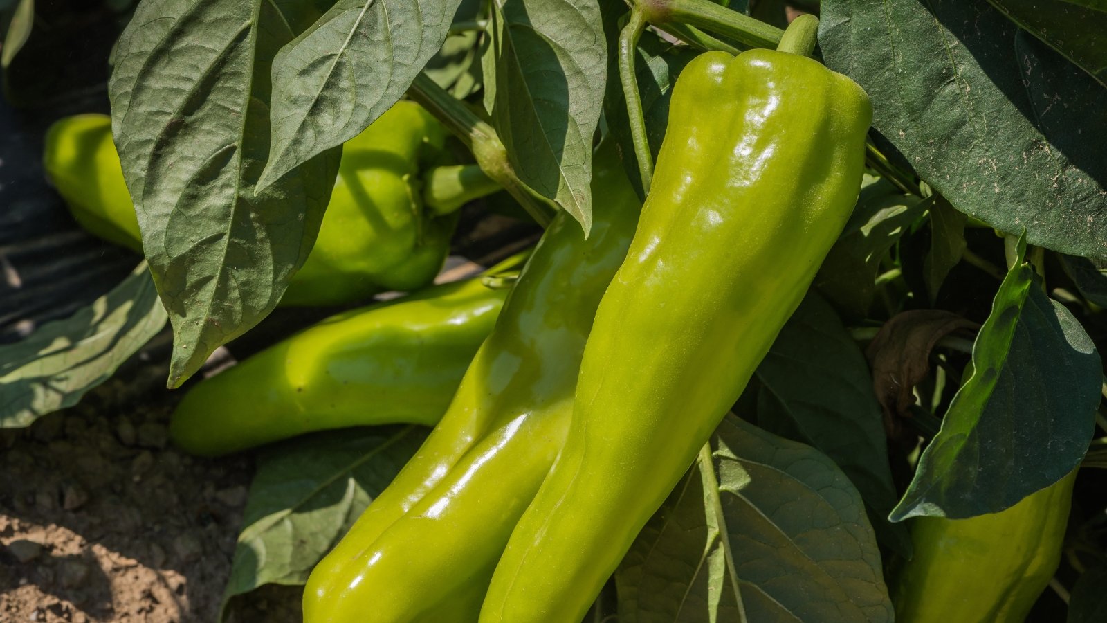 Closeup of Capsicum annuum plant with elongated, green fruits, growing close to the ground, surrounded by green leaves.