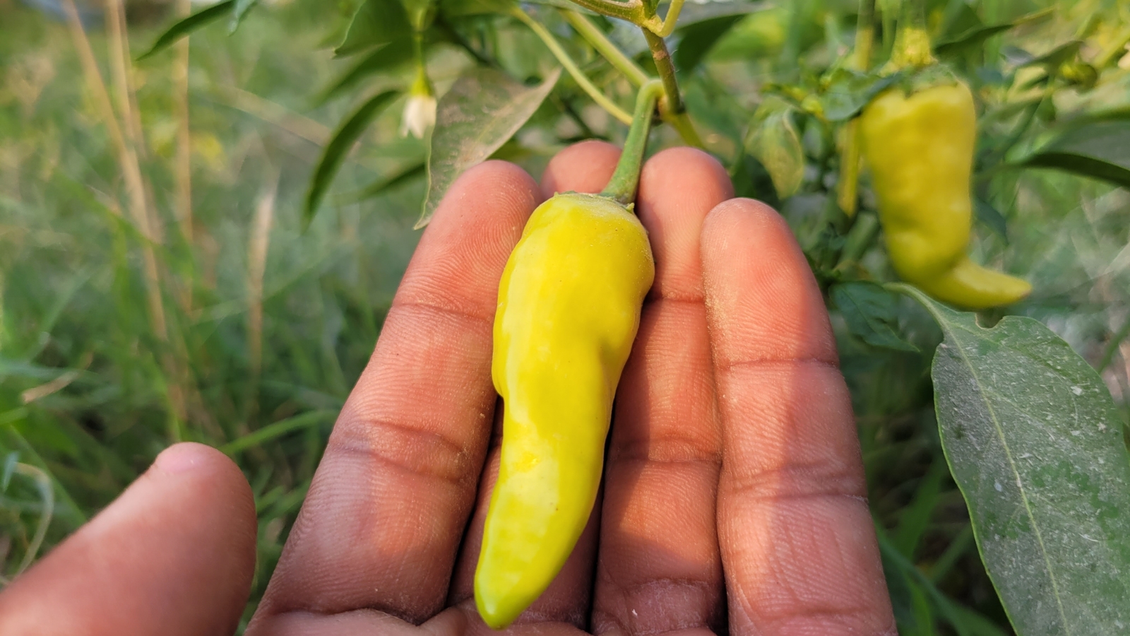 A hand holding a green, elongated, fresh Capsicum annuum attached to its stem.