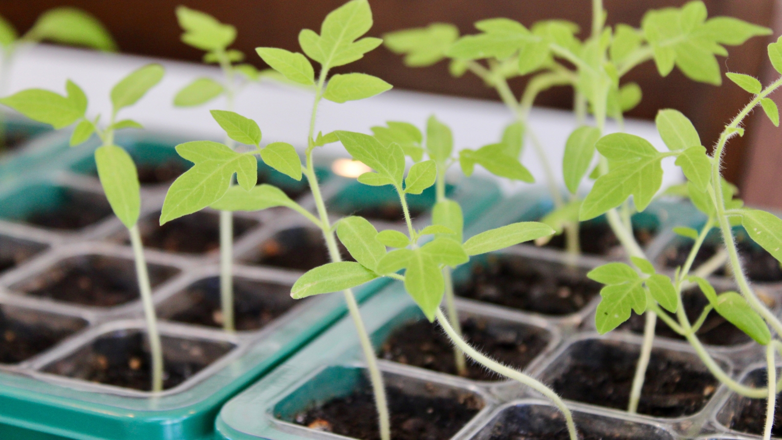 Propagated Capsicum annuum seedlings, placed in small starter planters.