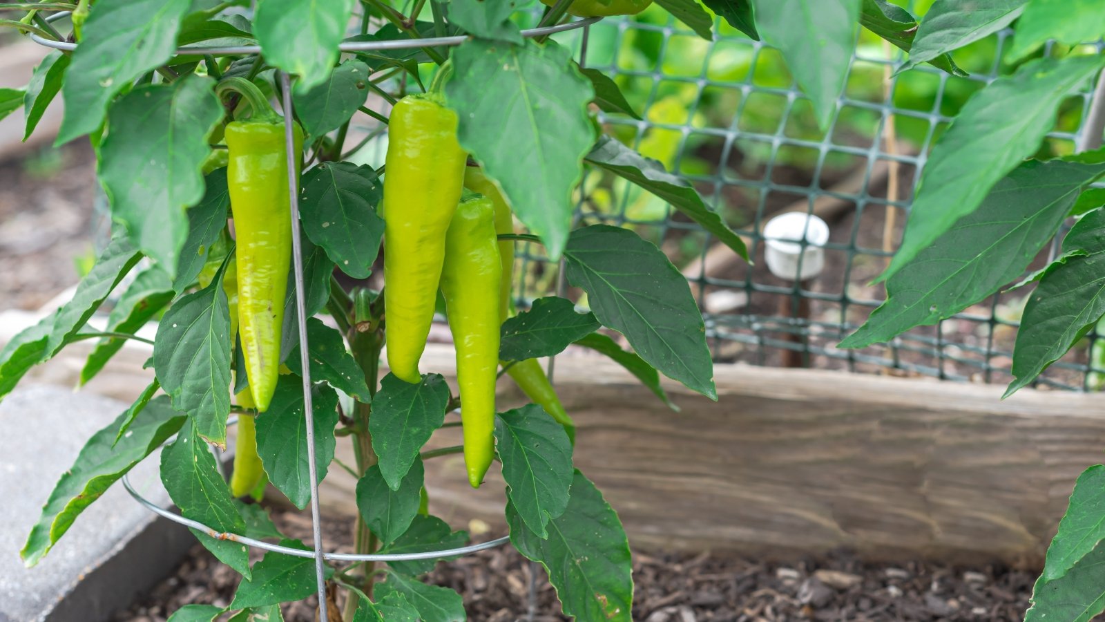 A Capsicum annuum with fruits hanging from the stems, planted in a garden bed with a metal trellis used to support plant growth.