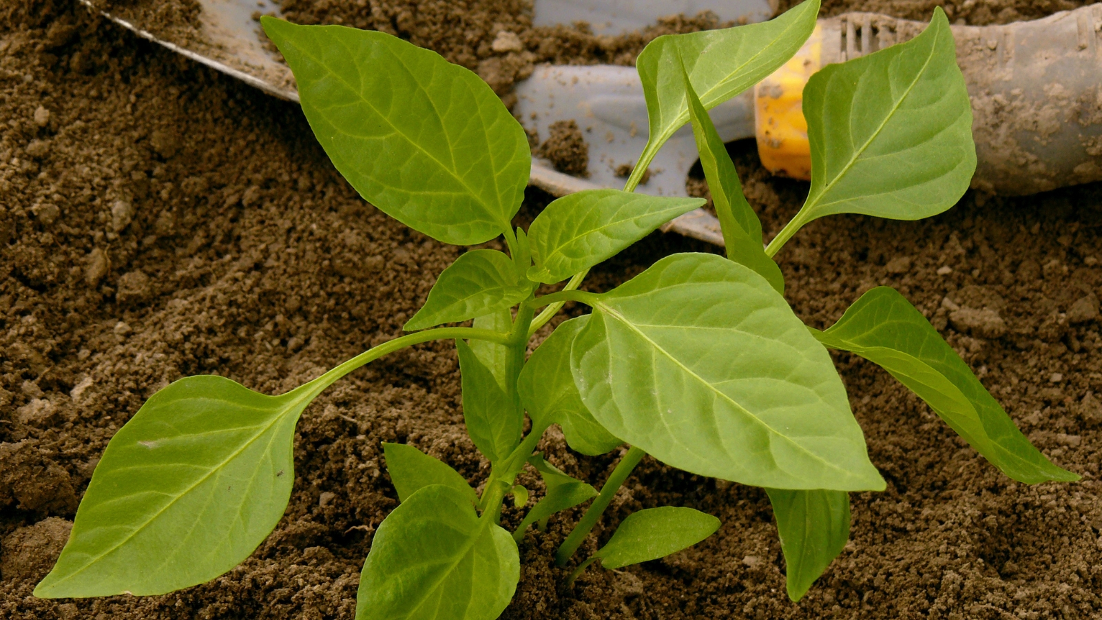 A Capsicum annuum plant with healthy green leaves, planted in a garden bed using the small shovel in the back.