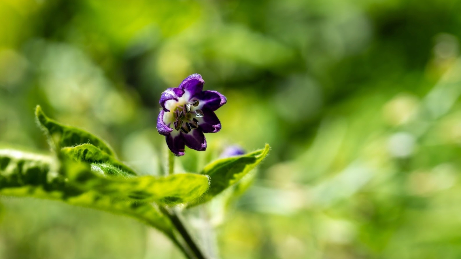 The Capsicum pubescens flower showcases delicate purple petals with a distinct, bell-like shape and anthers that dangle elegantly from the central pistil.
