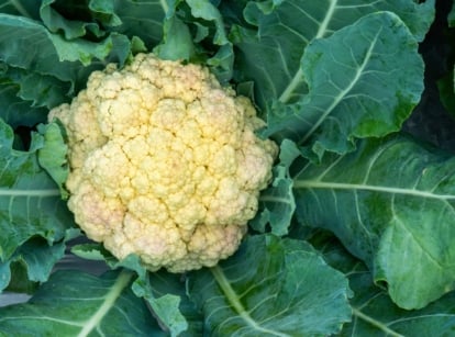 Close-up of a cauliflower growing on a wooden raised bed features broad, thick, blue-green leaves that form a protective canopy over its dense, white, tightly-clustered flower head.