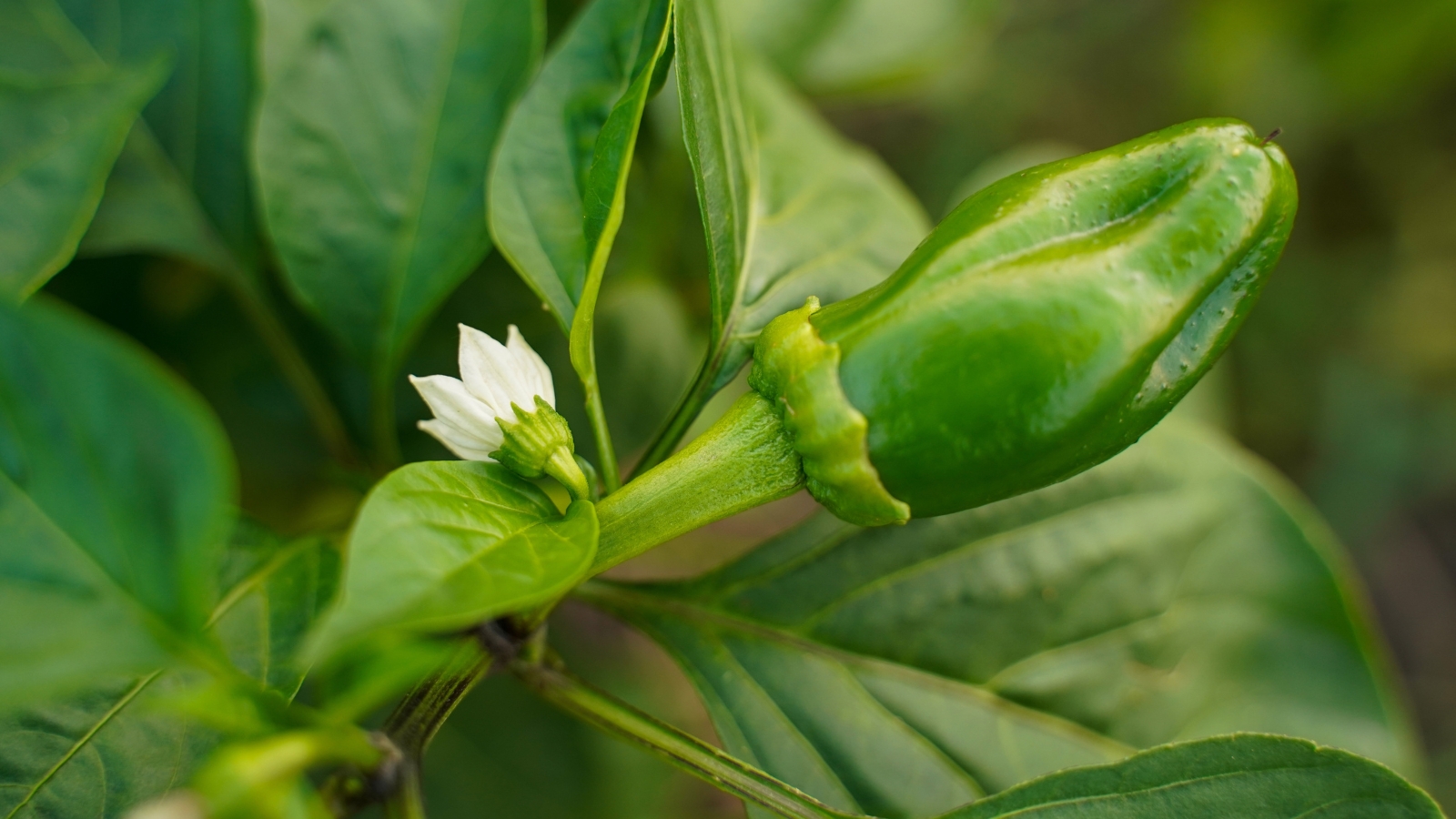 White, star-shaped chilli flower and fresh green chilli peppers among oval green foliage.