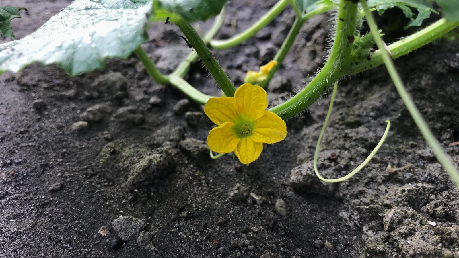 Small yellow flowers beginning to bear fruit on a Citrullus lanatus plant.