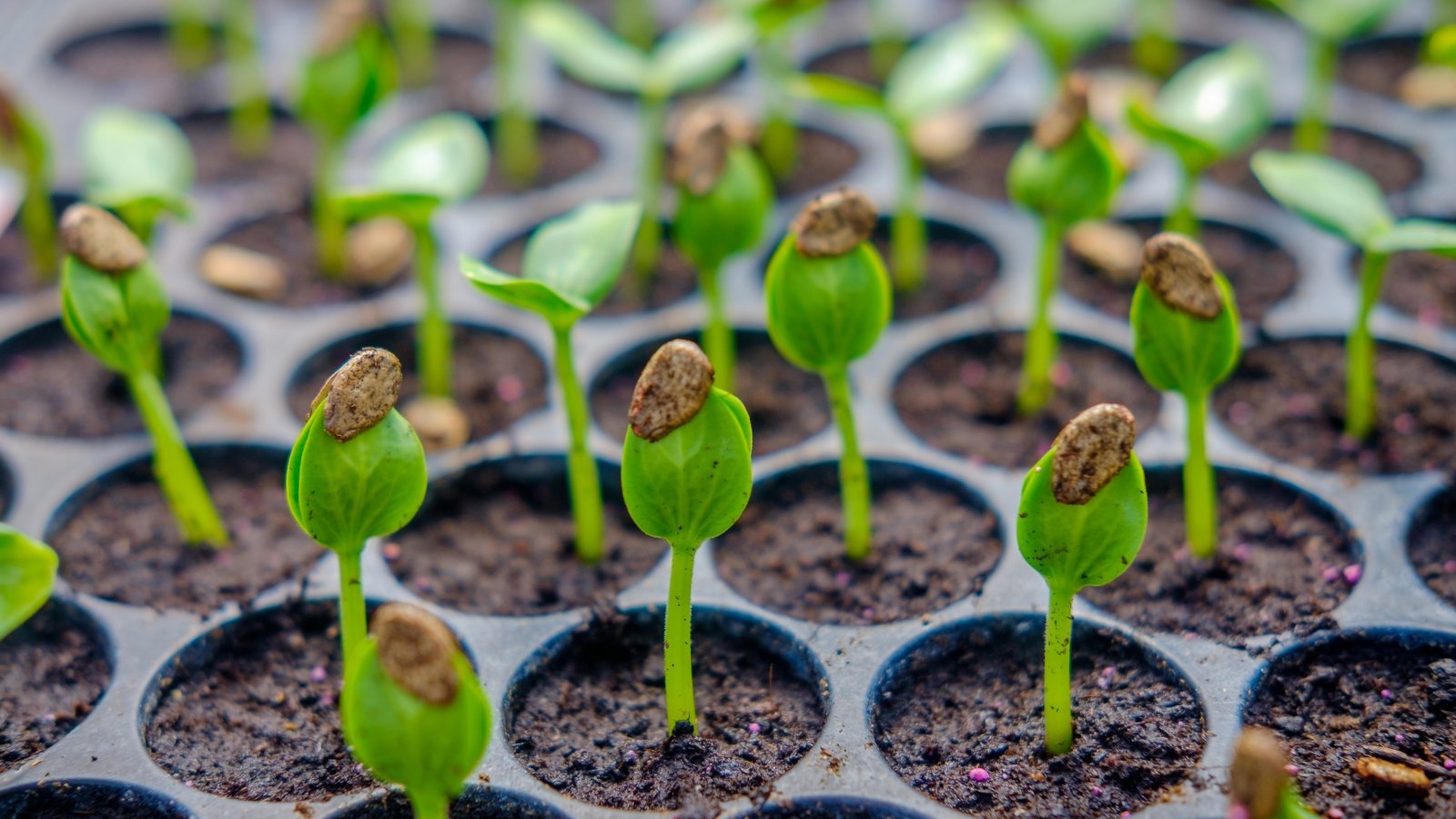 Citrullus lanatus seedlings with seed coats still attached, beginning to germinate.