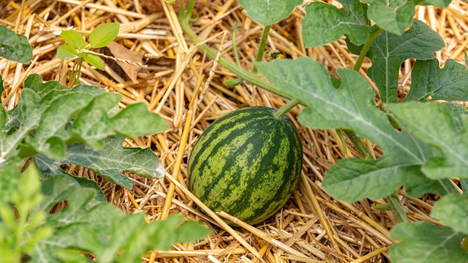 Citrullus lanatus plants growing in a garden, with straw mulch visible on the ground.