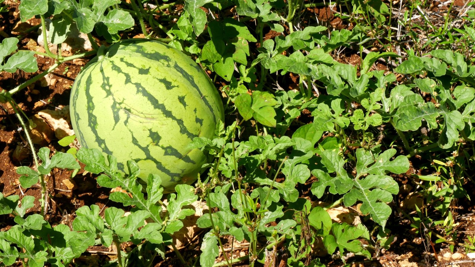 Citrullus lanatus plants flourishing in a field, ready for harvest.