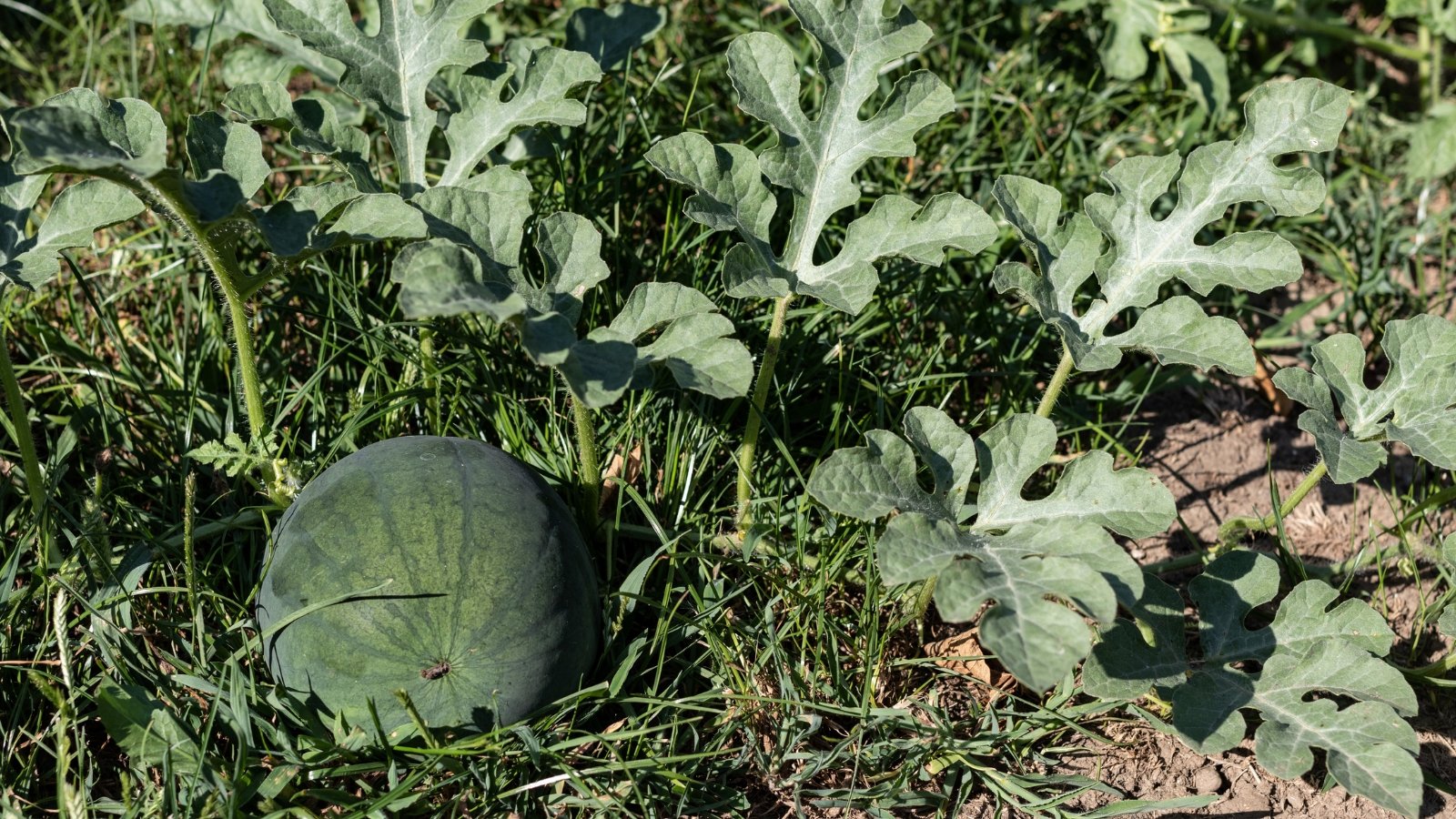 A ripening Citrullus lanatus nestled among healthy garden leaves.