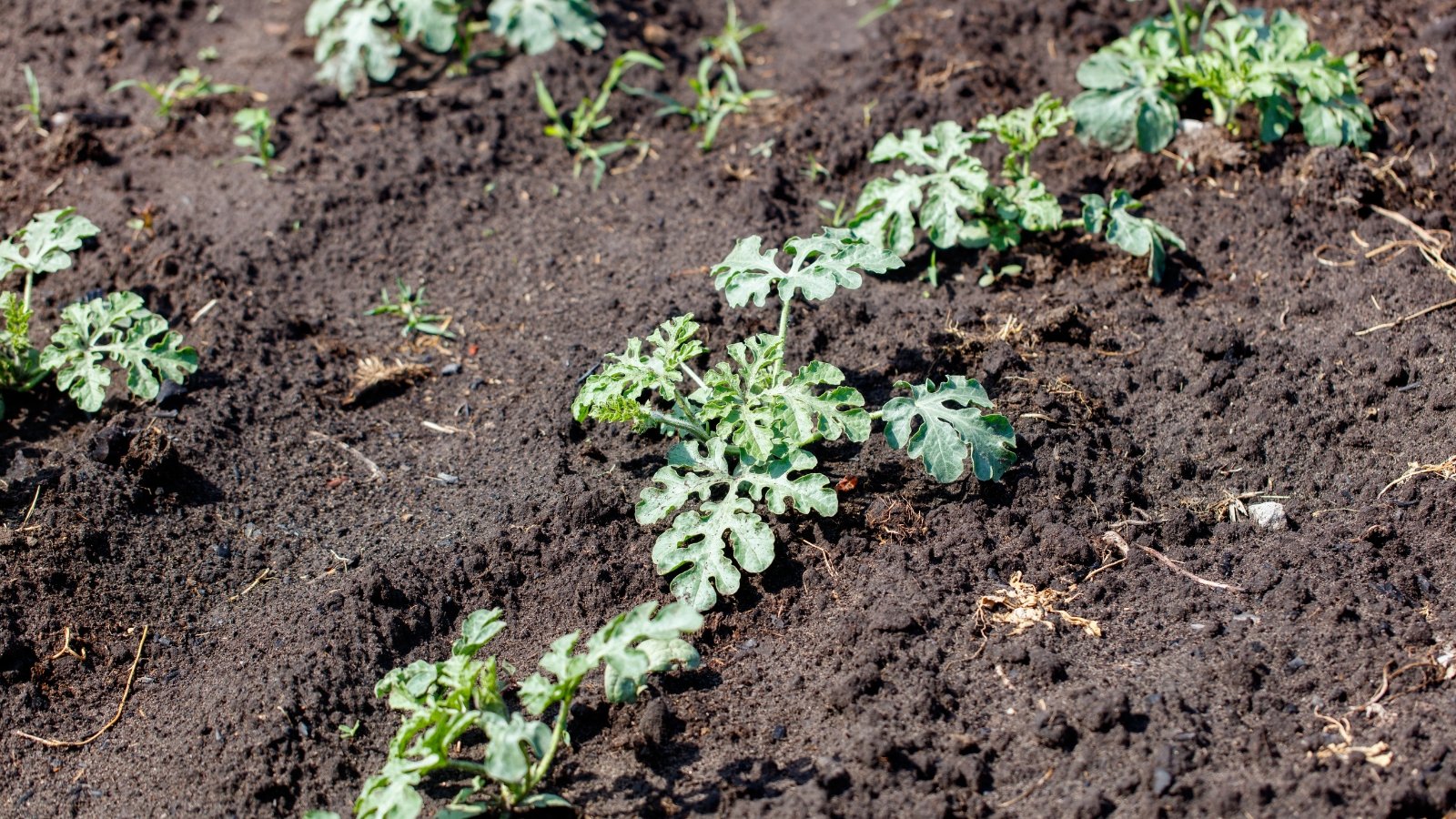 Citrullus lanatus plants spreading across the ground in a well-tended garden.