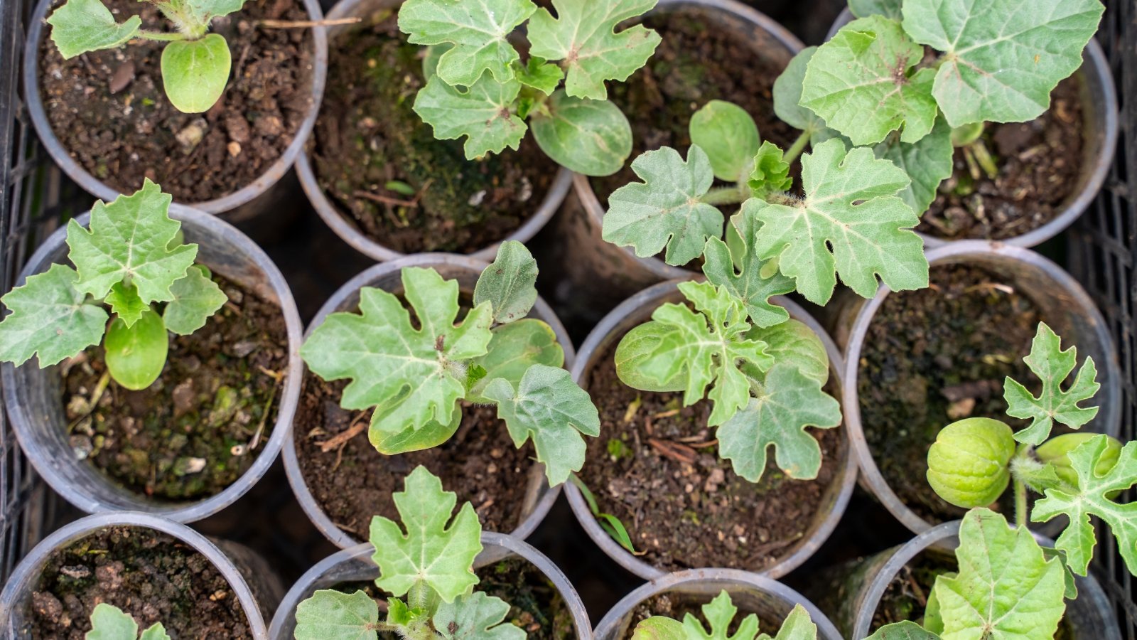 Young Citrullus lanatus sprouts emerging from the soil, ready to be transplanted.