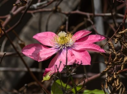 Close-up of a flowering Clematis plant characterized by a large, star-shaped pink flower with wilting stems and leaves.