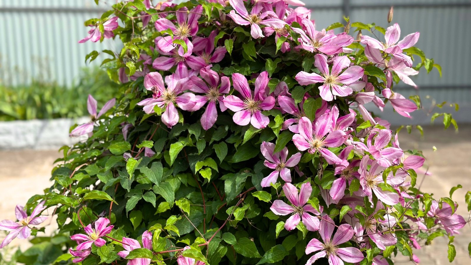 Clematis elegantly twines its leafy vines, showcasing a profusion of showy, star-shaped flowers in pink shades.