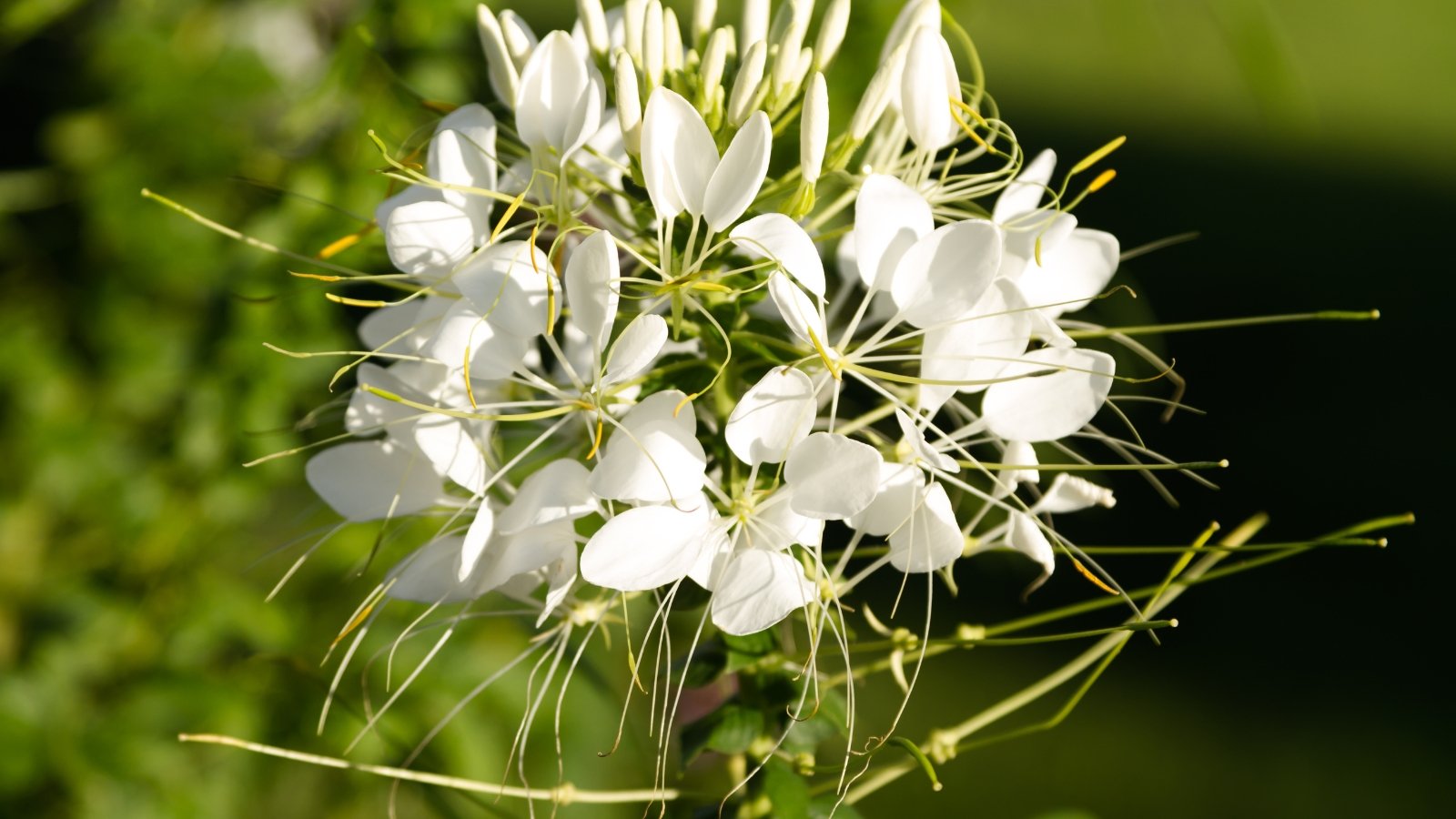 This plant features a tall, sturdy stem with a cluster of delicate, white, spider-like flowers that have long, protruding stamens.
