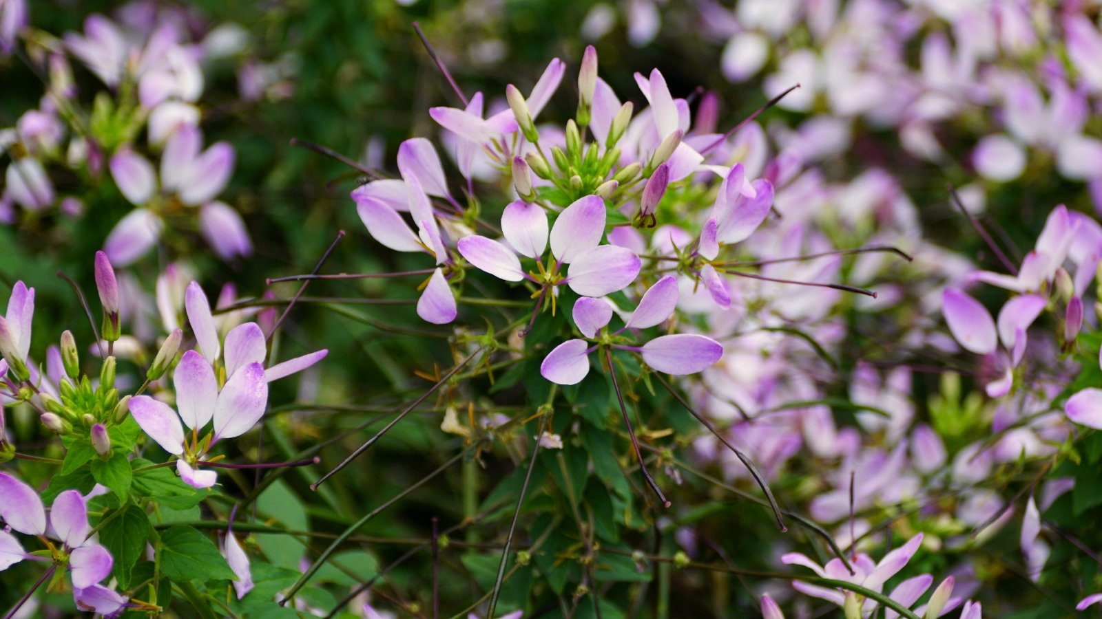 It has shorter, compact stems with narrow, serrated green leaves and dense clusters of soft pink flowers with long, wispy stamens that create a lacy effect.
