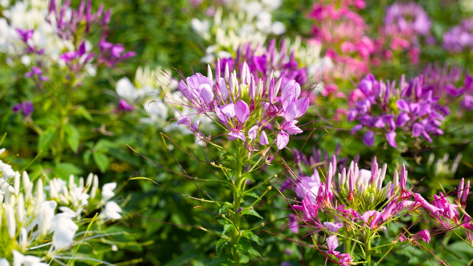 The cleome plant has tall, slender stems with palmate, deeply lobed green leaves and clusters of spidery flowers in shades of pink, purple, white, and lavender.