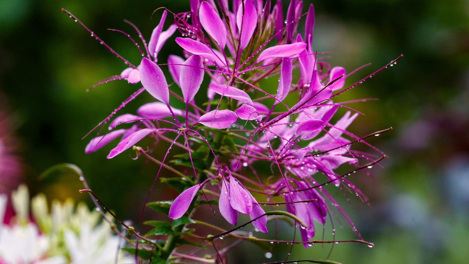 Close-up of a flower with elongated, spindly stamens and narrow purple petals, forming a unique, airy, star-like bloom covered in water droplets.
